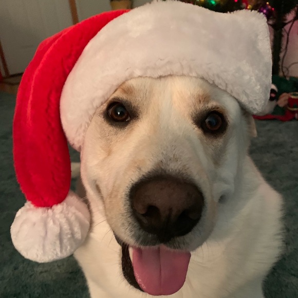 Meet your Posher, Kassidy - Picture 1 of 1